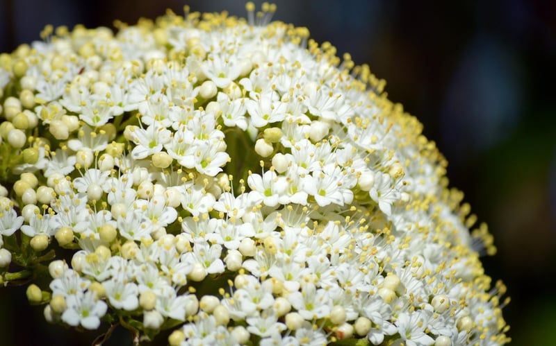 Elderberry plant