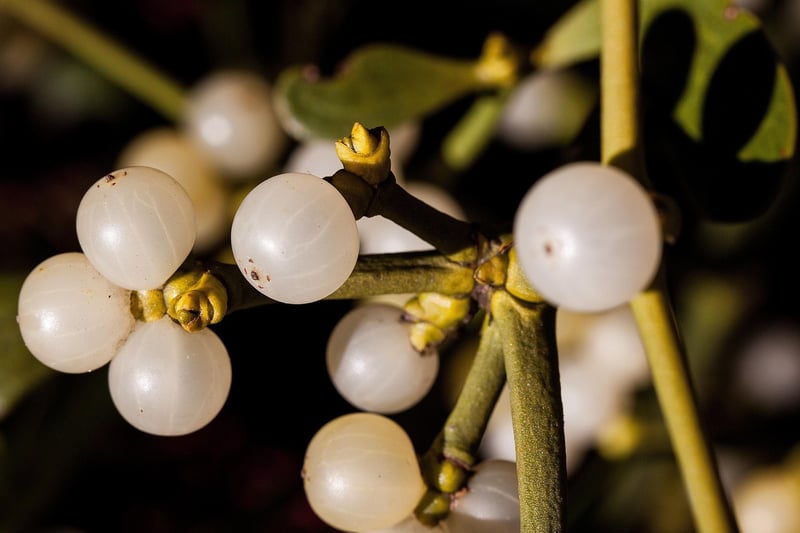 Mistletoe plant